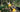 electric pruning shear
