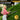 Imoumlive Brushless Electric Hedge Trimmer - Imoum